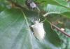 Pentatoma rufipes